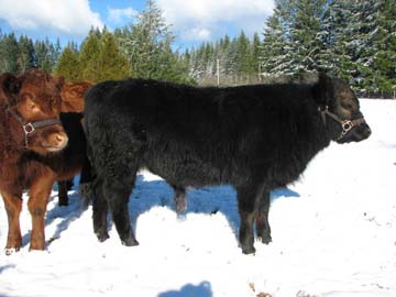Dexter or Highland - Cattle