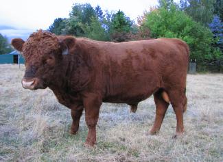 Horns pros & cons - Cattle