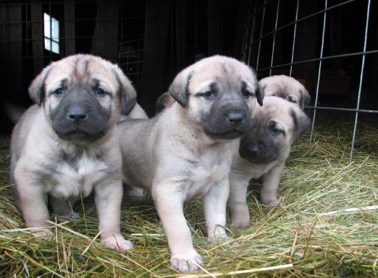 Try to beat this picture all!! - Goats