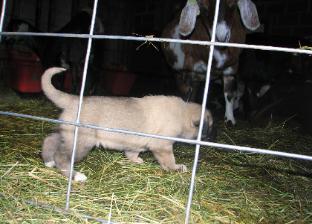 Try to beat this picture all!! - Goats